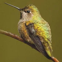 WWN Anna's Hummingbird on the Scarlet Trumpetvine