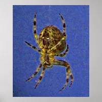 Colorful Orb Spider  Poster