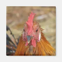 Phoenix Stares the Camera Down Magnet