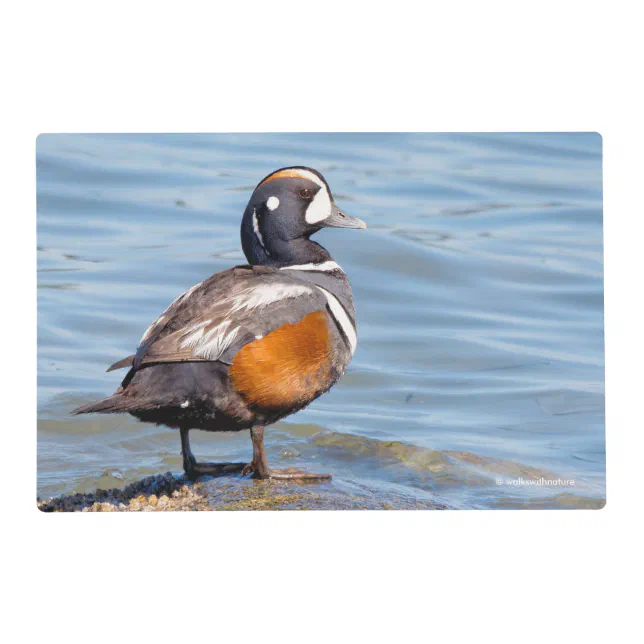 Beautiful Harlequin Duck on the Rock Placemat