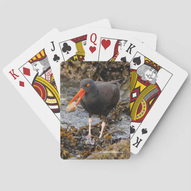 Stunning Black Oystercatcher Shorebird with Clam Poker Cards