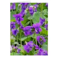 Wisconsin Wood Violets