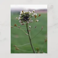 Shepherd's Purse Postcard