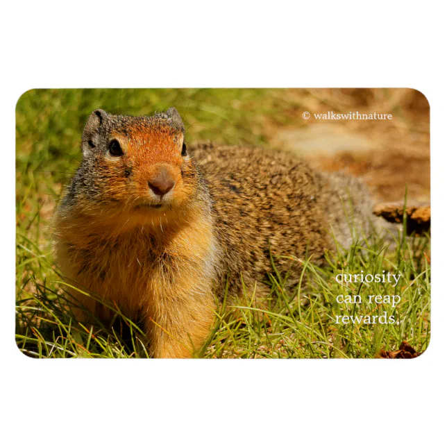 A Twitchy-Nosed Columbian Ground Squirrel Magnet