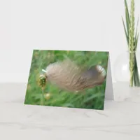 Feather Stuck On Grass Card