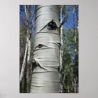 Wrinkled Colorado Aspen Tree Poster