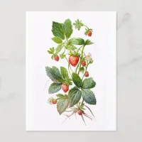 Strawberries Postcard