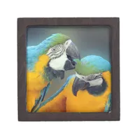 Macaws in love gift box