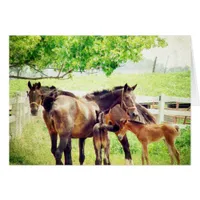 Mares and Foals
