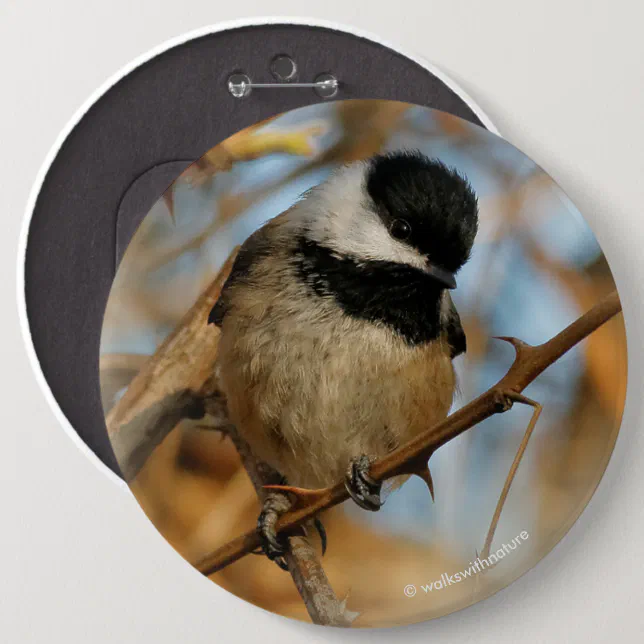 Cute Hopeful Black-Capped Chickadee Songbird Pinback Button