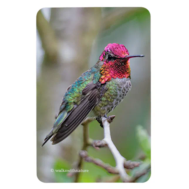 Stunning Male Anna's Hummingbird in Plum Tree Magnet