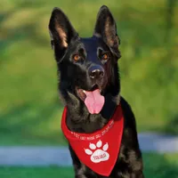 Cute Identity Personalized Cat or Dog's  Pet Bandana Collar