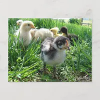 Follow The Leader Postcard