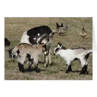 Goats and Chickens