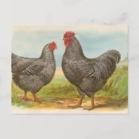 Barred Plymouth Rocks Postcard