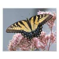 Yellow Tiger Swallowtail Butterfly on Pink Flower Photo Print