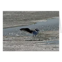 Seagull on River Ice