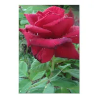 Beautiful Photo Print of a Red Rose with Raindrops