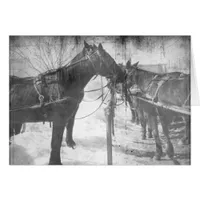 Amish Horses in Black and White