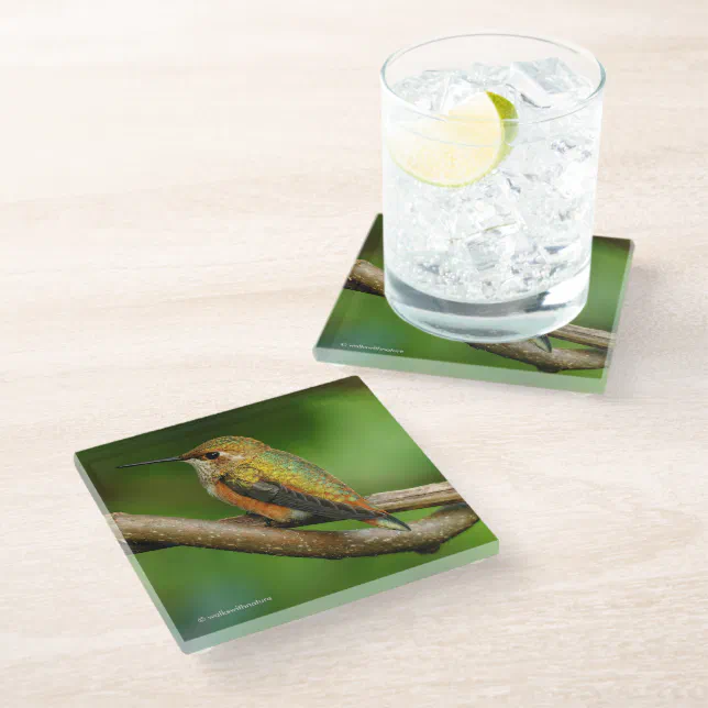 Stunning Rufous Hummingbird on Twining Vines Glass Coaster