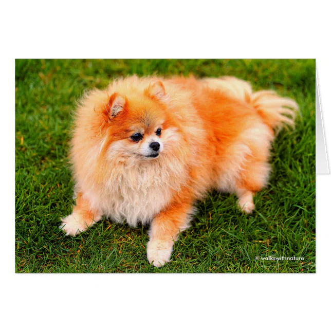 Adorable Pomeranian Dog