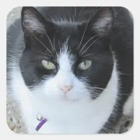 Silly Black and White Kitty Photo Sticker