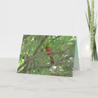 Cute Cardinal on Branch Thinking Of You Card
