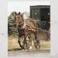 Amish Horse and Buggy