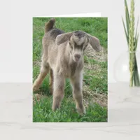 Nubian Billy Kid at One-Day-Old Card