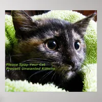 Please Spay Your Cat Poster