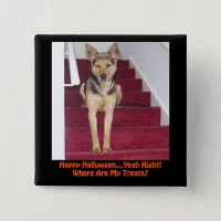 Halloween Dog and No Treats Pinback Button