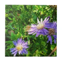New England Asters Tile