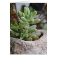 Succulent Plant All Occasions