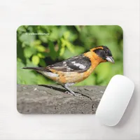 Closeup of a Black-Headed Grosbeak Songbird Mouse Pad