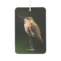 Adorable Rufous Hummingbird on Branch Car Air Freshener