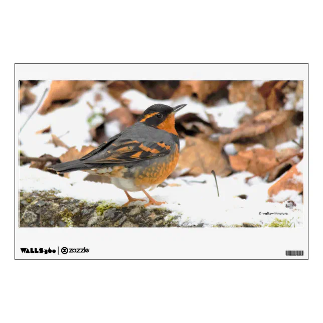 Beautiful Varied Thrush Songbird in the Snow Wall Decal