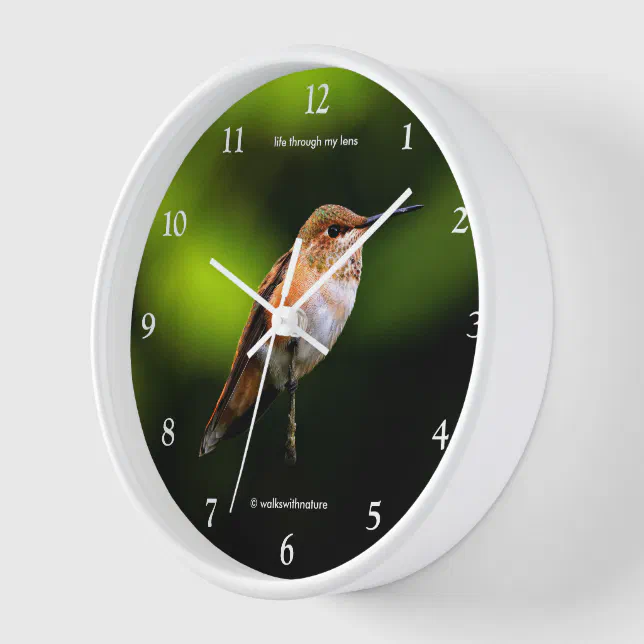 Stunning Rufous Hummingbird on Fruit Tree Clock