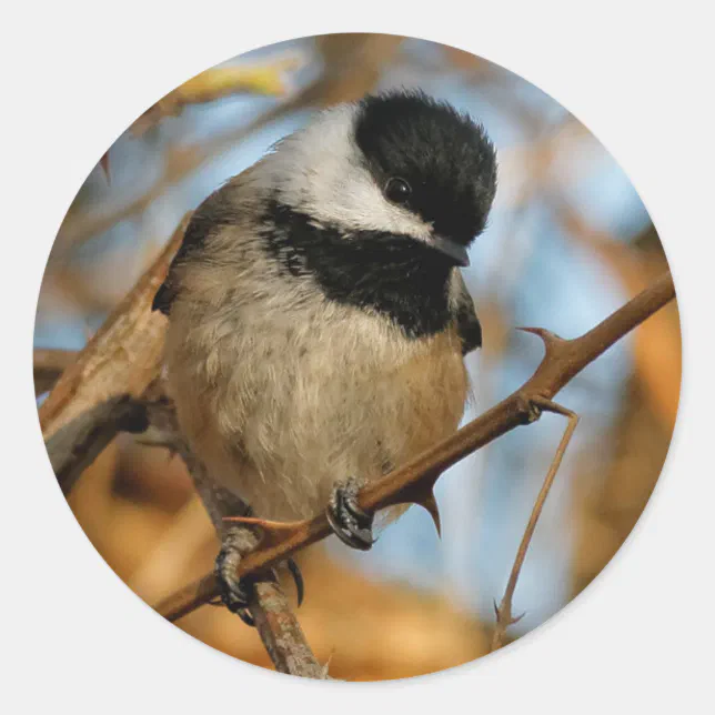 Cute Hopeful Black-Capped Chickadee Songbird Classic Round Sticker