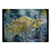 Autumn Time Flowers