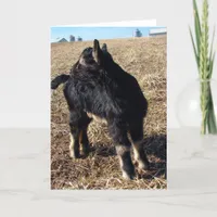 Dobie Goat Kid All Occasions  Card