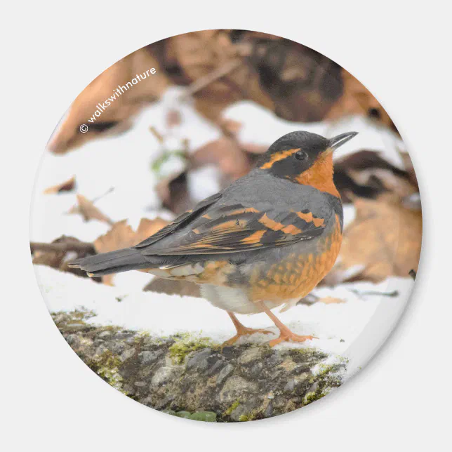 Stunning Varied Thrush Songbird in Winter Magnet