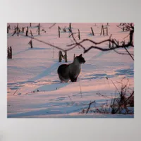 Winter Sunset Kitty in Corn Field Poster