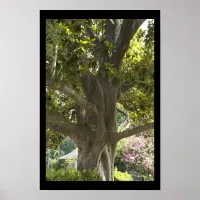 Magnolia Tree Poster