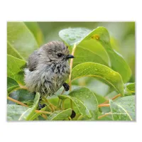 Cute Wet Young Bushtit Songbird on the Laurel Photo Print