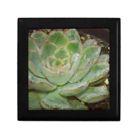 Succulents Keepsake Box