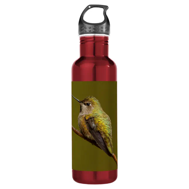 Anna's Hummingbird on a Branch Stainless Steel Water Bottle