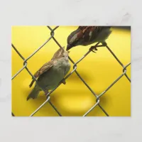 Mama Bird feeding a Baby Bird | Nature Photography Postcard