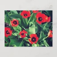 A Bouquet of Tulips in the garden Postcard