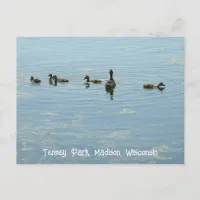 Ducks swimming at Lake Mendota Madison Wisconsin Postcard