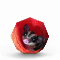 Sugar Glider in Orange Hanging Bed Acrylic Award